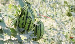 今日吃瓜必吃大瓜网红,揭秘吃瓜必看的热门事件